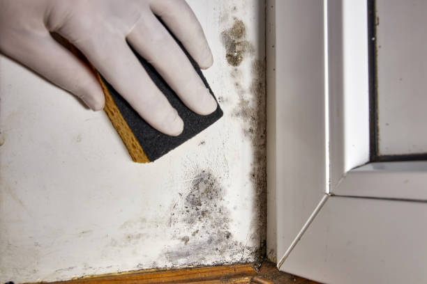 Best Dehumidification Services  in La Ada Flintridge, CA